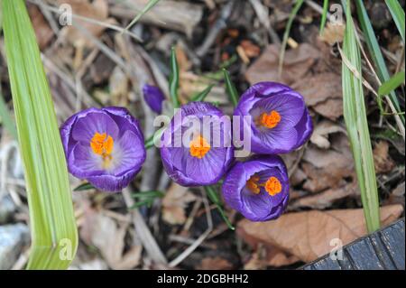 Dark violet Crocus vernus Flower Record flowers in a garden in March Stock Photo