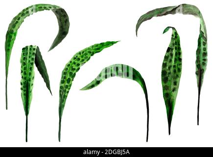 the set of leaves of algae Stock Photo