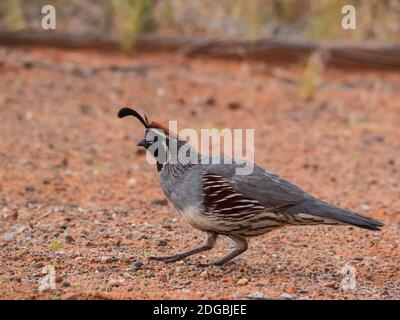 Gambel's quail feeding in the campground, Snow Canyon State Park, Saint George, Utah. Stock Photo