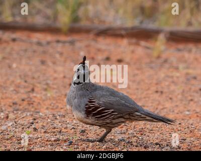 Gambel's quail feeding in the campground, Snow Canyon State Park, Saint George, Utah. Stock Photo