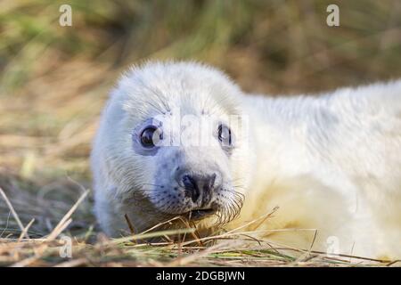 Newborn seal pup at Horsey Beach in Norfolk, UK Stock Photo