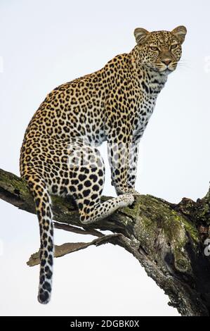 Leopard (Panthera pardus) sitting on a tree, Ndutu, Ngorongoro Conservation Area, Tanzania Stock Photo