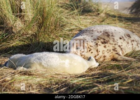 Newborn seal pup with its mum at Horsey Beach in Norfolk, UK Stock Photo