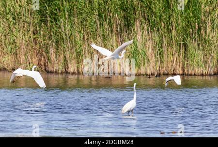A flock of large white herons takes off from the surface of the pond Stock Photo