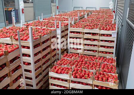 Crates of Red Tomato in Warehouse Storage Stock Photo