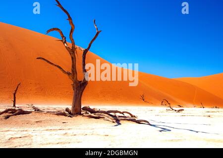 Dead tree in front of a large sand dune in desert, Sossusvlei, Namib Naukluft National Park, Namibia Stock Photo