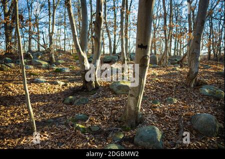 Dogtown trees, Gloucester, Cape Ann, Essex County, Massachusetts, USA Stock Photo