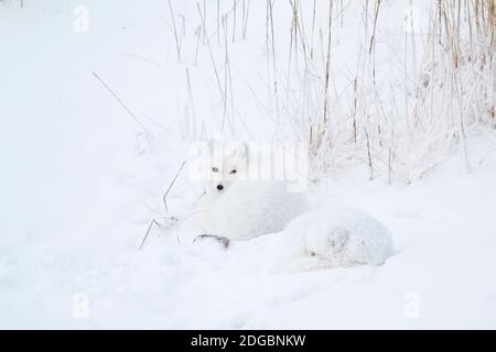 Two Arctic Foxes (Alopex lagopus) in snow, Churchill Wildlife Management Area, Churchill, Manitoba, Canada Stock Photo