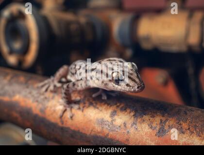 Close-Up of a tree dtella on old rusty pipe, Australia Stock Photo