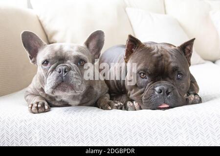 Portrait of two French bulldogs lying on a sofa Stock Photo