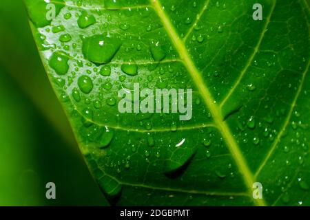 The natural background of the Green mango leaf closes up with raindrops and selective focus. Stock Photo