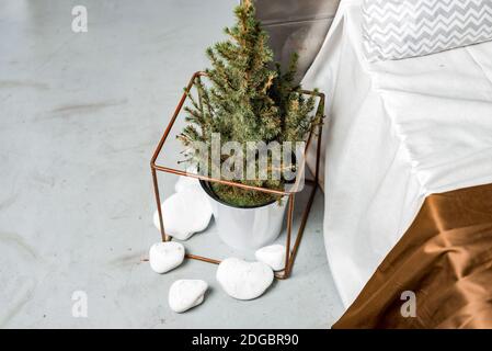 Small decorative pine tree planted in a pot inside a house. Minimalistic decorations Stock Photo