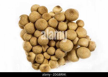 Fresh brown shimeji mushrooms stand on white isolated background, top view Stock Photo