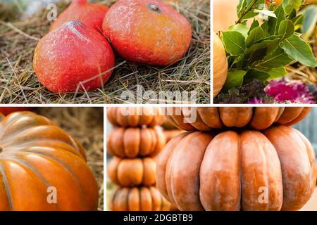 Pattern autumn decor assorted pumpkins from orange large and small base Stock Photo