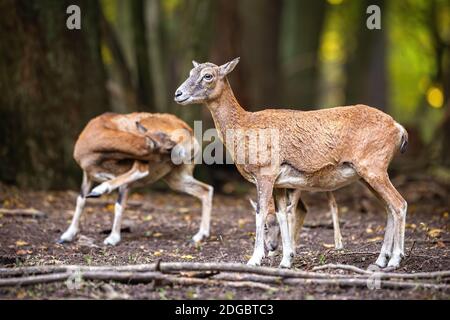 Two mouflons standing in forest in autumn nature. Stock Photo