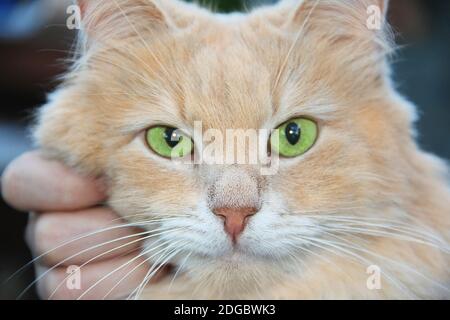 Home calm red- haired cat smart beautiful sitting on hands and looking close up Stock Photo