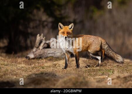 Beautiful red fox posing on the spring meadow with dead roe deer in background Stock Photo