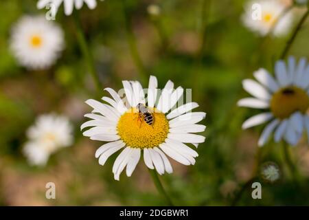 Drinking nectar bee sits on a white daisy in the spring quiet day on the meadow closeup background N Stock Photo