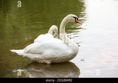Two beautiful white wild swan resting on the calm surface of the water autumn day in park Stock Photo