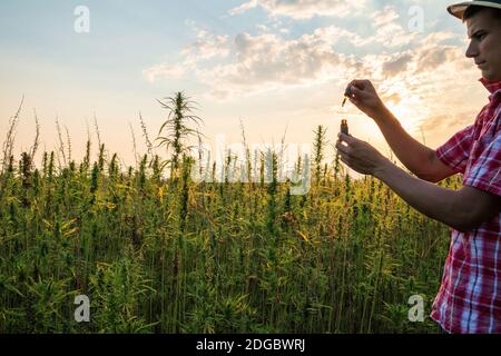 Hemp farmer holding Cbd oil made of Cannabis sativa plant in a dropper and bottle. Stock Photo