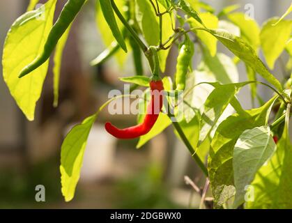 Maturation of red chili pepper grows on a bush with green peppers young in the wild Stock Photo