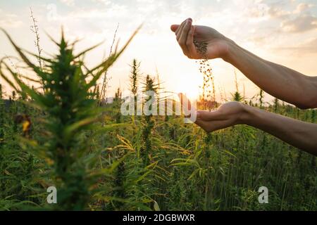 Hemp farmer holding Cannabis seeds in hands on farm field outside. Stock Photo