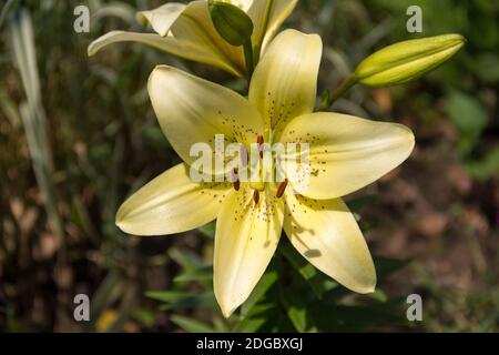 Sunny bright yellow tiger lily lemon-colored blossoms closeup Stock Photo