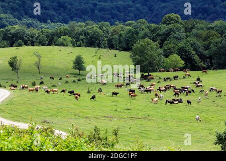 Still panorama cows and horses grazing in the meadow summer day Stock Photo