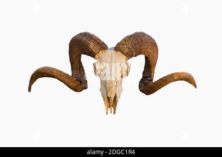 Natural skull of ram with curved horns on white isolated background Stock Photo
