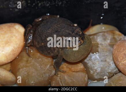 Guttural toad in a swimming pool, Mauritius Stock Photo