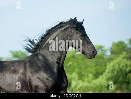 friesian stallion Stock Photo