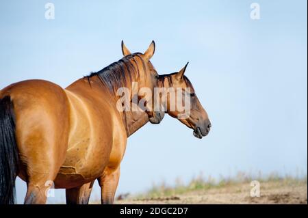 purebred horses having rest in the field Stock Photo