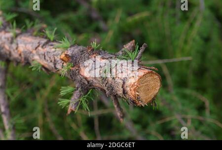 Trunk branch with knots spilled larch close-up with pattern rings Stock Photo