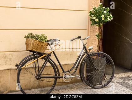 Old black bicycle wicker basket with green composition on the trunk leaning against the beige wall o Stock Photo