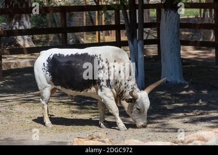 White bull of the Watussi with a black spot on his side grazing in the shade of a tree on a farm Stock Photo