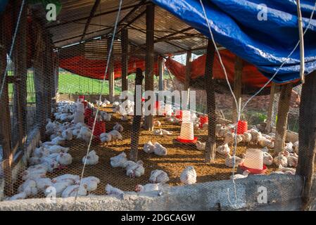 Chicken farm in Chitwan National Park, Nepal Stock Photo