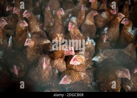 Chicken farm in Chitwan National Park, Nepal Stock Photo