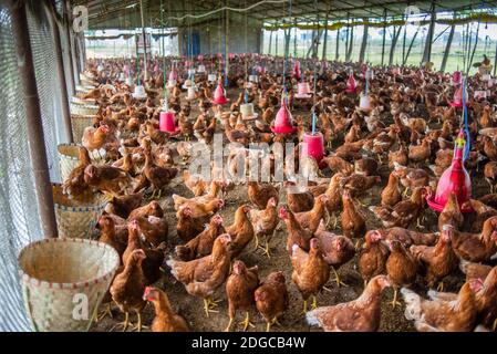 Chicken farm in Chitwan National Park, Nepal Stock Photo