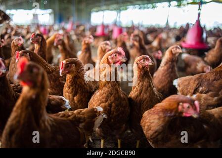 Chicken farm in Chitwan National Park, Nepal Stock Photo