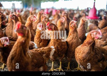 Chicken farm in Chitwan National Park, Nepal Stock Photo