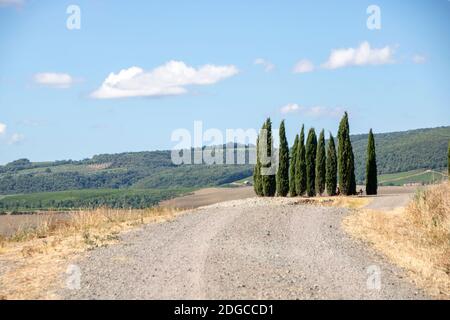 At San Quirico d'Orcia - Italy - On august 2020 - cypress row, better known as cipressini,  in the Landscape of crete senesi Stock Photo