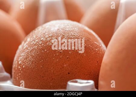 Mould growing on eggs stored improperly in wet and cold fridge for long, closeup macro detail Stock Photo
