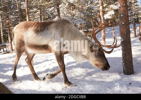 Reindeers in Snowy Forest in Lapland, Finland Stock Photo