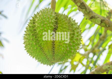 Green spiked durian growing high on a tree, the royal fruit of thailand Stock Photo