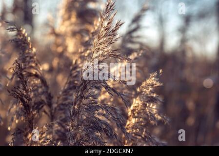Beautiful nature background wit growing fluffy bulrush on sunny winter day Stock Photo