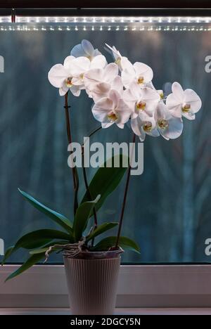 Potted moth orchid under led lamp on window sill, white Phalaenopsis amabilis blooming in winter Stock Photo