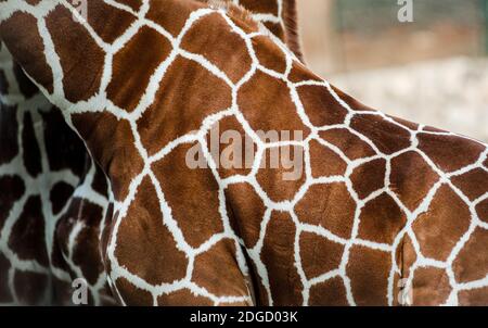 Giraffe skin close up Stock Photo