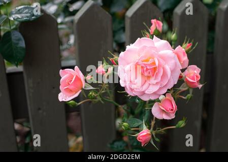 Pink roses blossoms in the dark green garden of roses Stock Photo