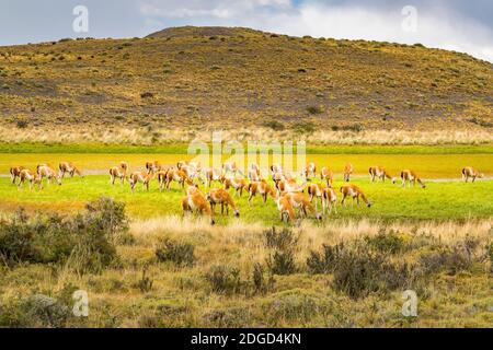 Herd of Guanaco grazing in the green pasture at Torres del Paine National Park Stock Photo