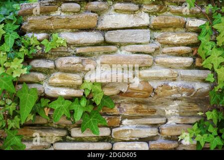 Brick stone wall covered by ivy (texture, background) Stock Photo